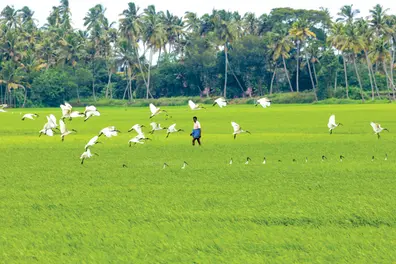 Chingam 1, 2026: Kerala welcomes new year and Farmers’ Day; wishes and messages