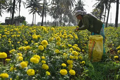 Why Kerala’s Onam flowers may cost more this year