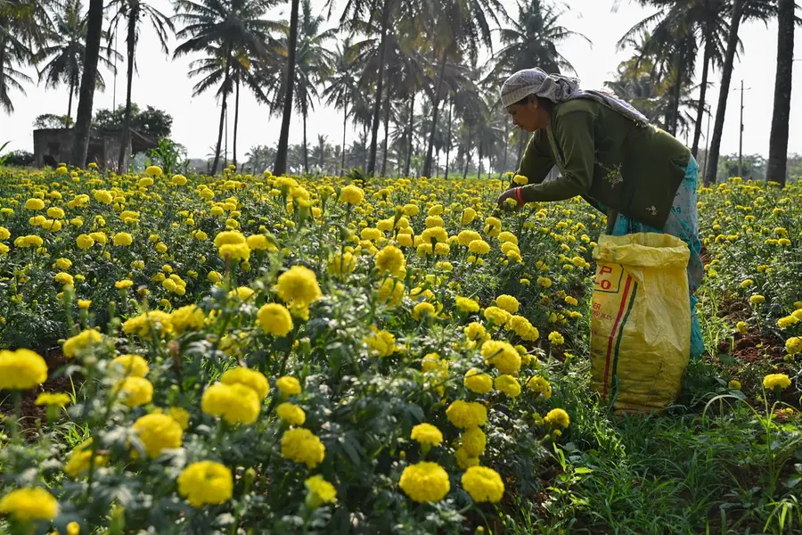 Why Kerala’s Onam flowers may cost more this year