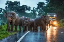 വിളകൾ നശിക്കുന്നെന്ന കാരണംപറഞ്ഞ് ആനത്താരകളിൽ തടസ്സം സൃഷ്ടിക്കരുത്- സുപ്രീം കോടതി