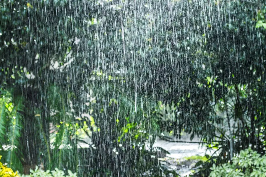 Rain