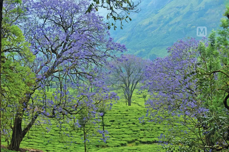 Jacaranda