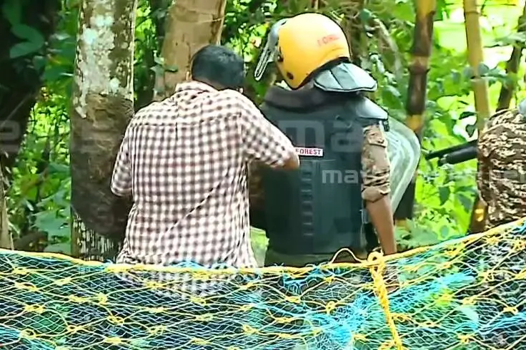 മാലൂരിൽ പന്നിക്കെണിയിൽ പുലി കുടുങ്ങി; മൂന്ന് ഡോസ് മയക്കുവെടിവെച്ച് വലയിലാക്കി