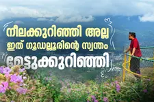 7 വർഷത്തിലൊരിക്കൽ പൂക്കുന്ന 'മേട്ടു കുറിഞ്ഞി'; ഗൂഡല്ലൂരിലെ നീലവസന്ത കാഴ്ചകൾ