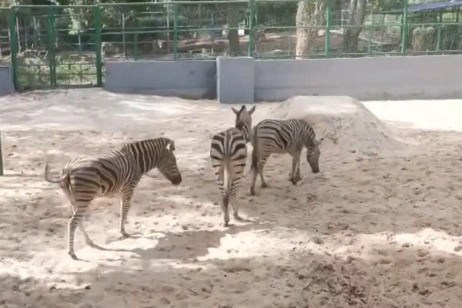 Zebra