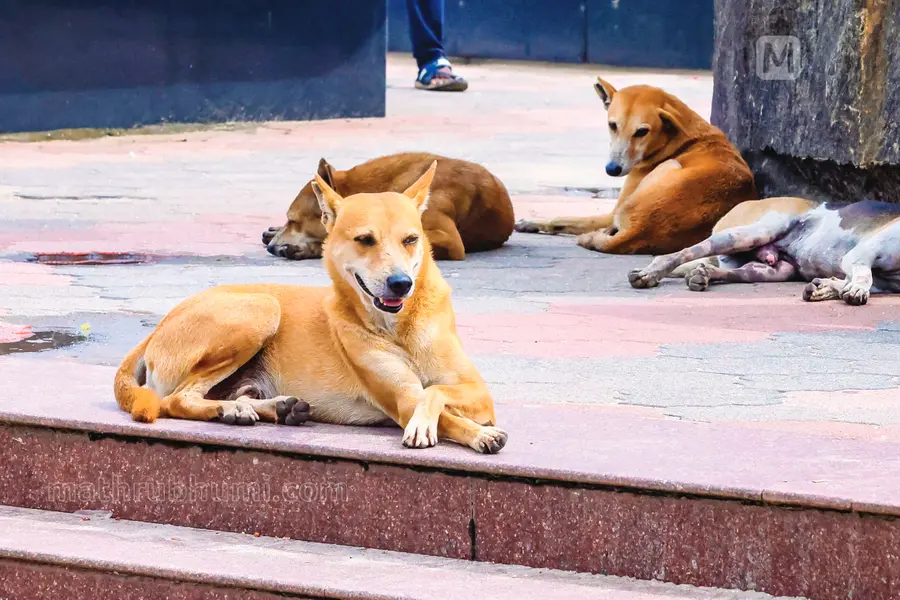 Fake Stray Dog Helpline Poster Uses Staff Member's Phone Number, Kozhikode Corporation Files Cyber Police Complaint
