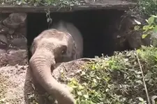 സെപ്റ്റിക് ടാങ്കിൽ വീണ് കുഞ്ഞ് ആന; രക്ഷപ്പെടുത്താൻ ശ്രമങ്ങളുമായി വനംവകുപ്പും നാട്ടുകാരും