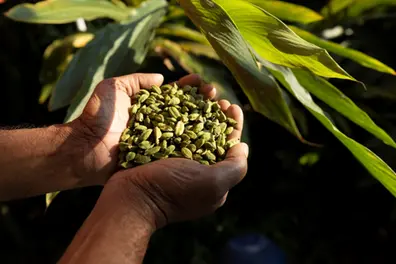Onam hopes dim for Kerala cardamom farmers as climate change hits harvest