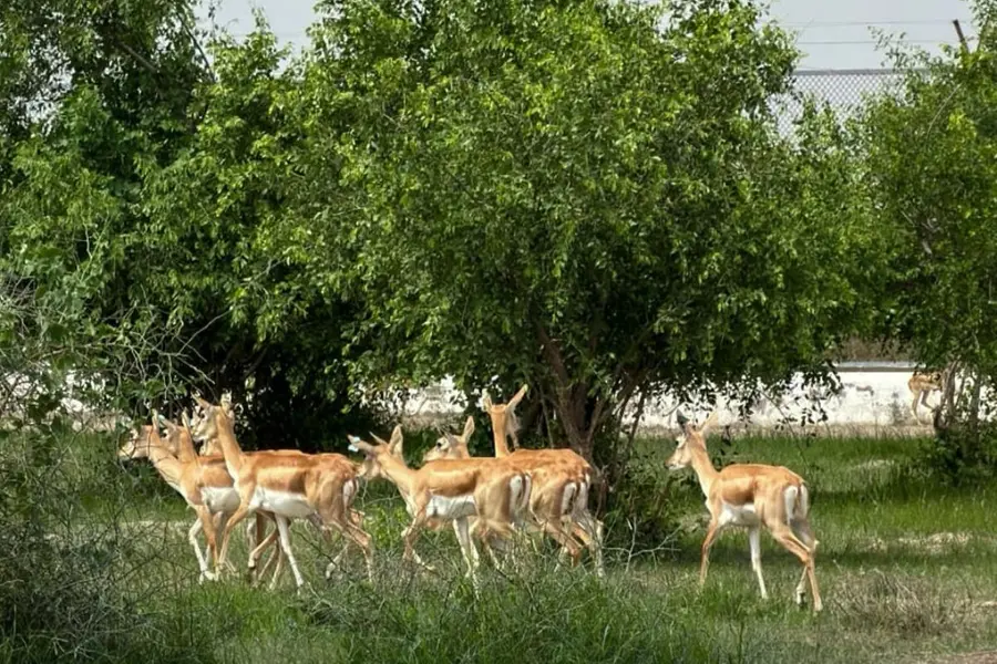 Vantara's new chapter: Why Anant Ambani's animal rescue centre is stepping back from imports