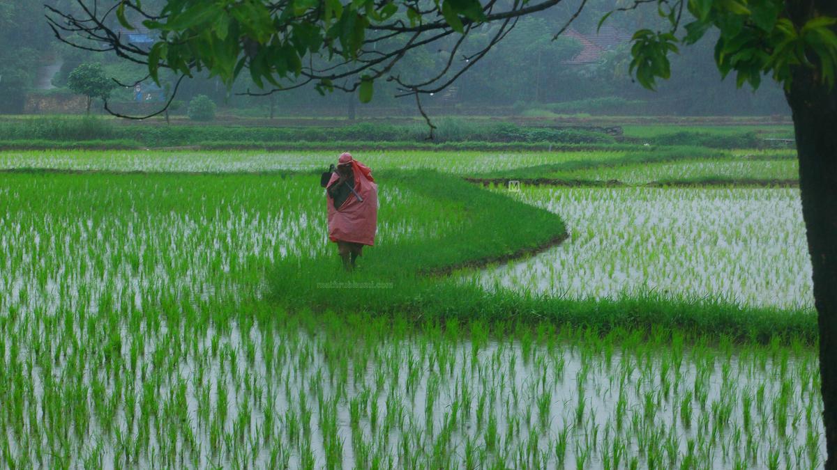 ഓണത്തിന് മഴയും കാറ്റും; ജില്ലകളിൽ യെല്ലോ അലേർട്ട്