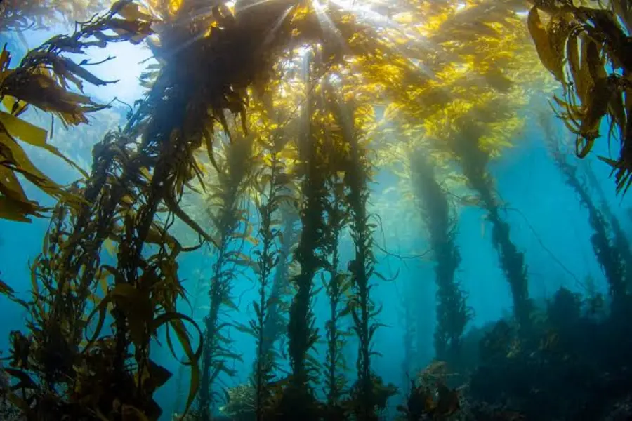 Kelp