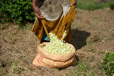 Jasmine prices double overnight in Kerala as Onam and wedding season drive record demand