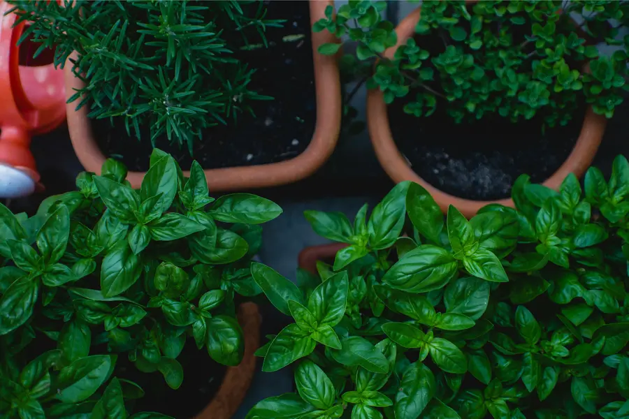 7 antioxidant-rich herbs you can grow at home