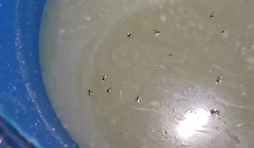 A departmental team raided a warehouse in Biharipura, under the Vijay Nagar police station limits, and seized nearly 10 quintals of prepared chena rasgullas | PTI Video