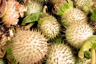 Why is Datura dangerous? Toxic fruit puts quick-commerce apps under spotlight in K’taka