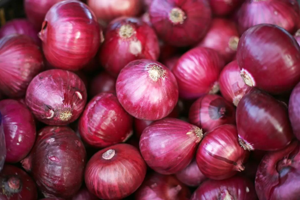 Onion | Canva