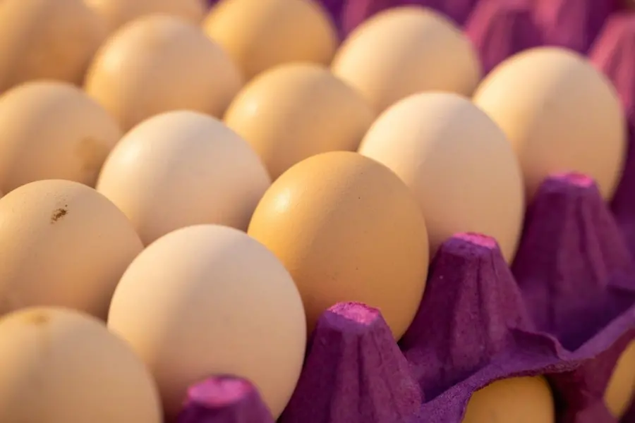 Egg