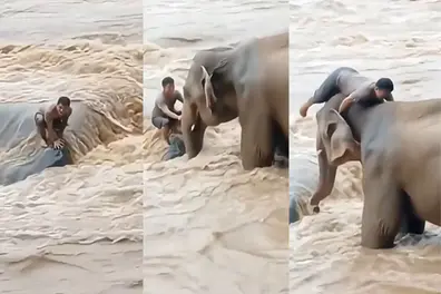 Nepal flood viral video: Elephant ‘rescuing’ stranded man is not from Nepal, here's the truth