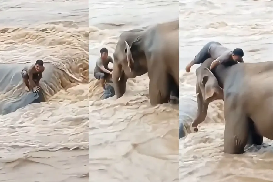 Nepal flood viral video: Elephant ‘rescuing’ stranded man is not from Nepal, here's the truth