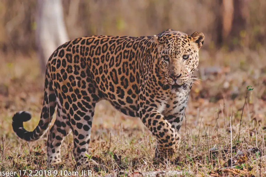 Leopad