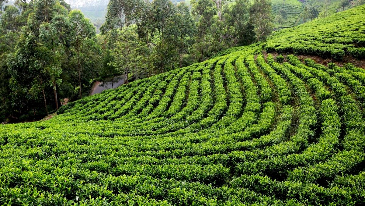 Brewing trouble: Why North India's tea industry is feeling the heat and price pain