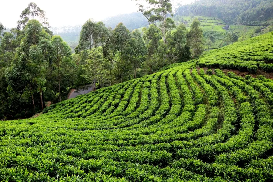 Brewing trouble: Why North India's tea industry is feeling the heat and price pain