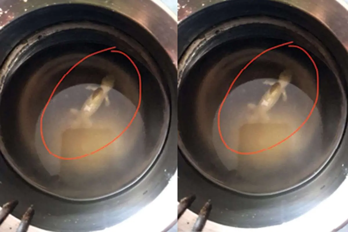അമൃതം ന്യൂട്രീമിക്‌സിൽ കണ്ടെത്തിയ ചത്ത പല്ലി