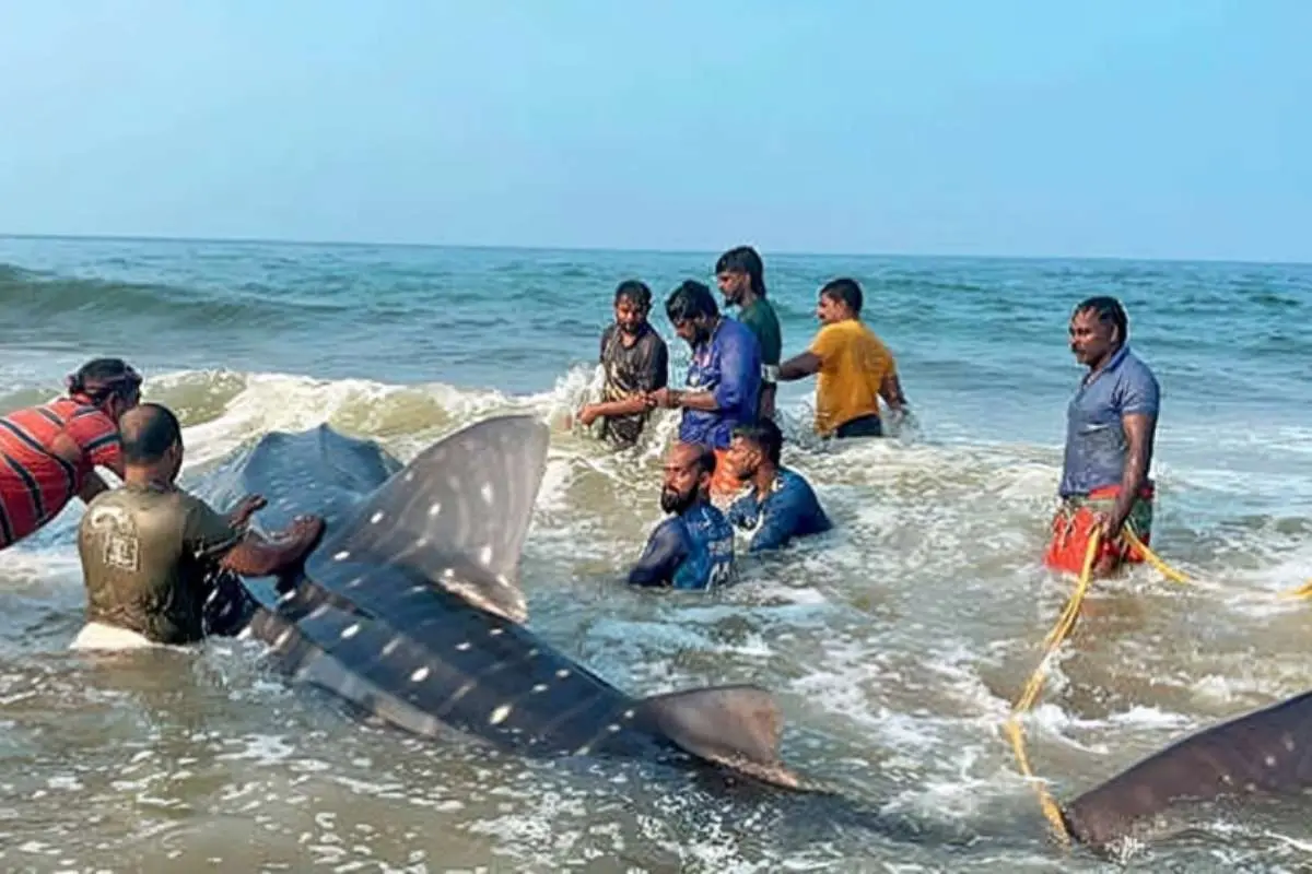 A whale shark caught in a fishing net at Poonthura is freed and released into the sea (File photo).