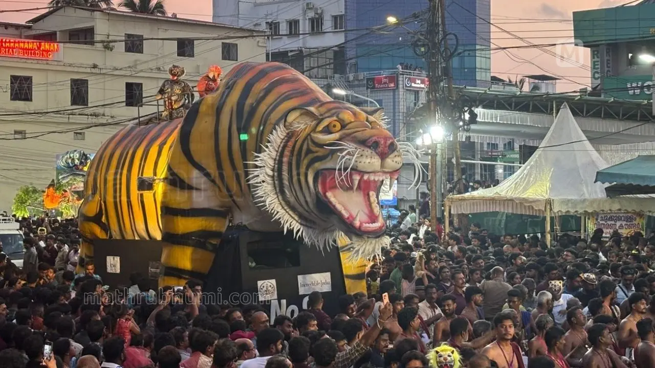 പൂരനഗരിയിൽ പുലിയിറങ്ങിയപ്പോൾ | ചിത്രം: ആകാശ് എസ്. മനോജ്, മാതൃഭൂമി ഡോട്ട് കോം