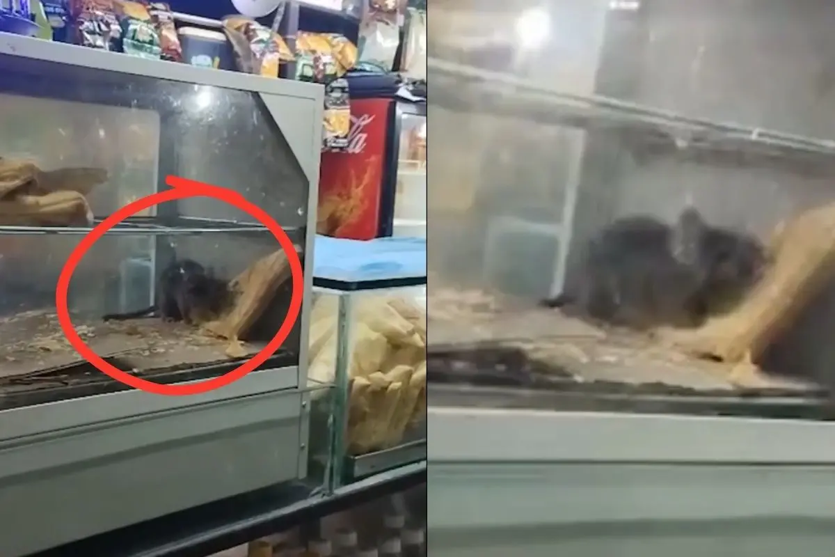 Rat eats puff at Surat Railway Station stall