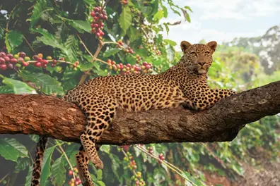 Coffee plantation cleared for leopard search without approval; Wayanad forest officer suspended