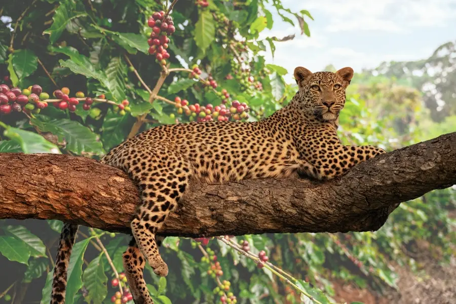 Coffee plantation cleared for leopard search without approval; Wayanad forest officer suspended