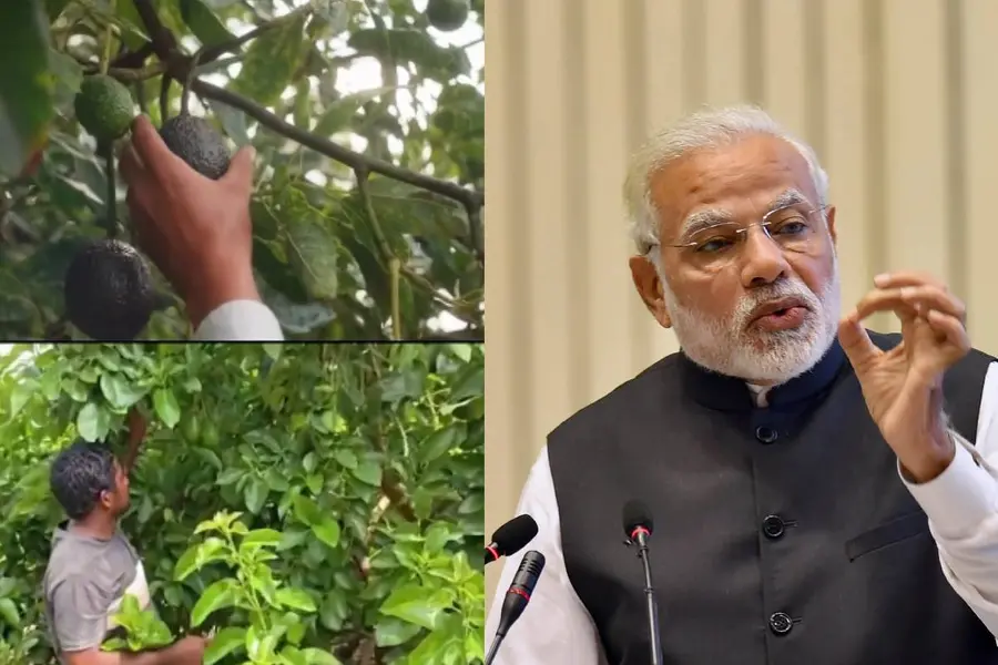 avacado and narendra modi