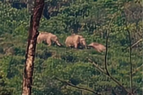 കാട്ടാനയ്ക്ക് എന്ത് രാത്രിയും പകലും...