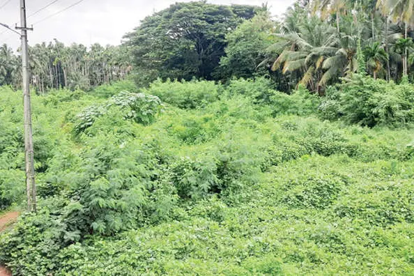 കാട് വിഴുങ്ങി വണ്ണാത്തിക്കടവ് ടൂറിസം പാർക്ക് പദ്ധതി