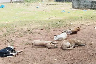 തെരുവുനായക്കൂട്ടമുണ്ട്; സൂക്ഷിക്കുക