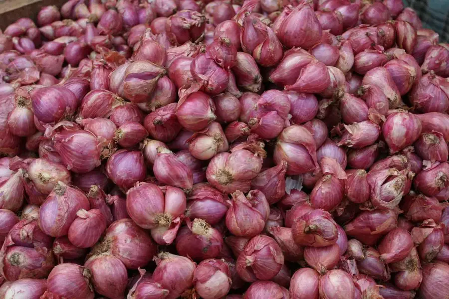 onion