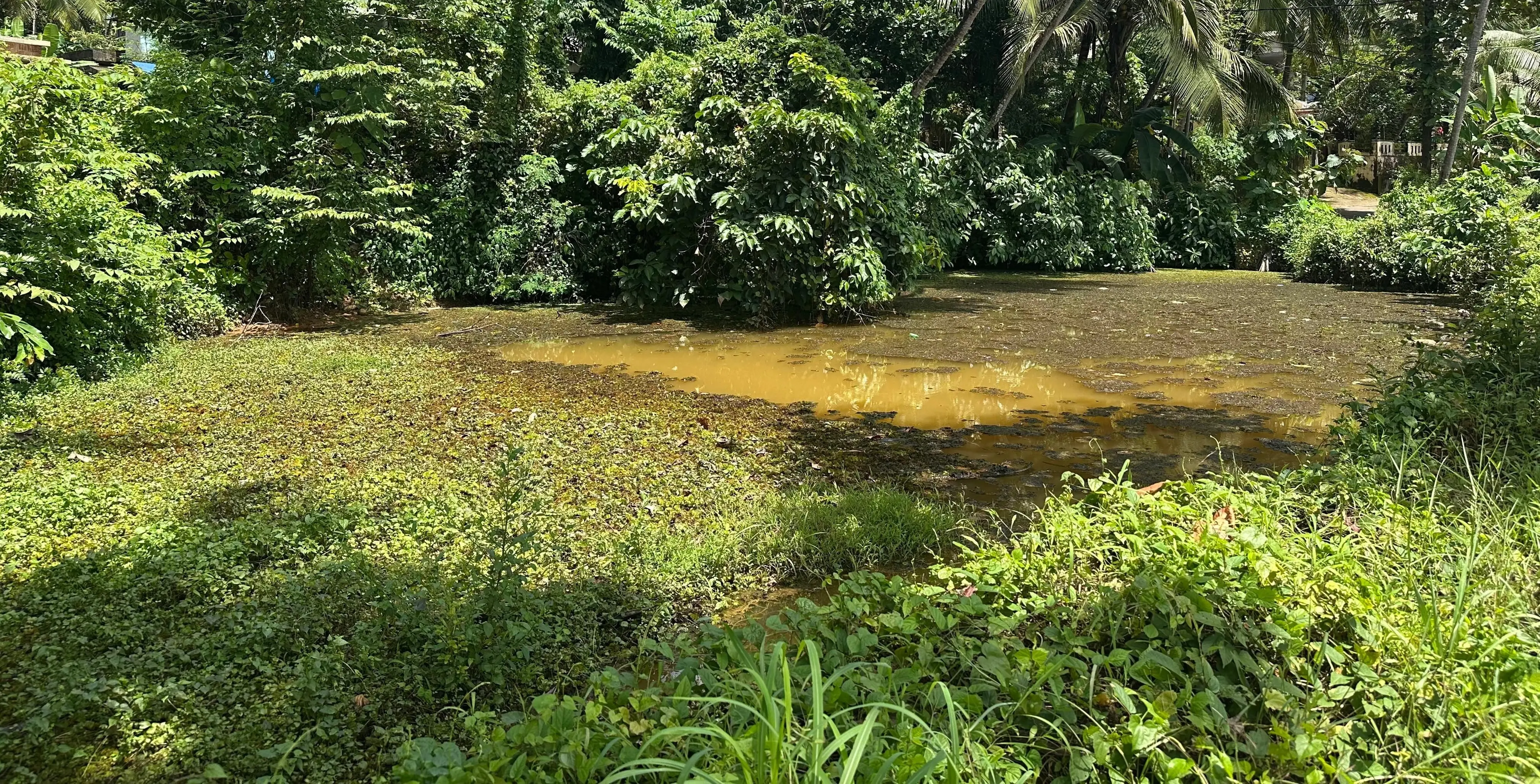 ആനക്കര പഞ്ചായത്തിലെ ഉമ്മത്തൂർ പണ്ടാരക്കുളം പായൽമൂടിയും കാടുകയറിയും കിടക്കുന്നു