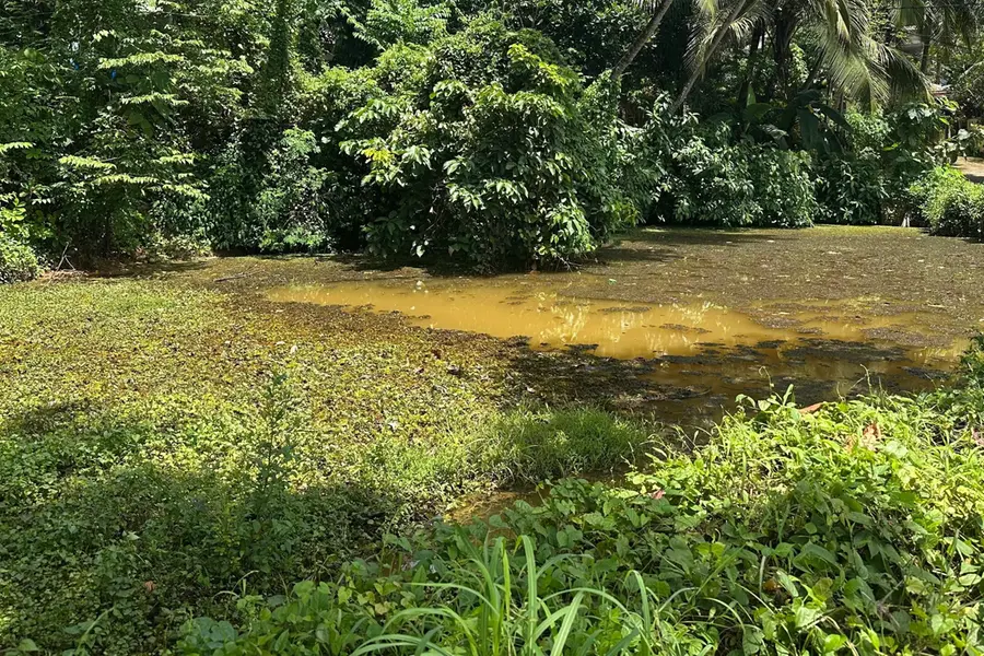 ഉമ്മത്തൂരിന്റെ അടയാളമായ കുളം കാടുകയറുന്നു