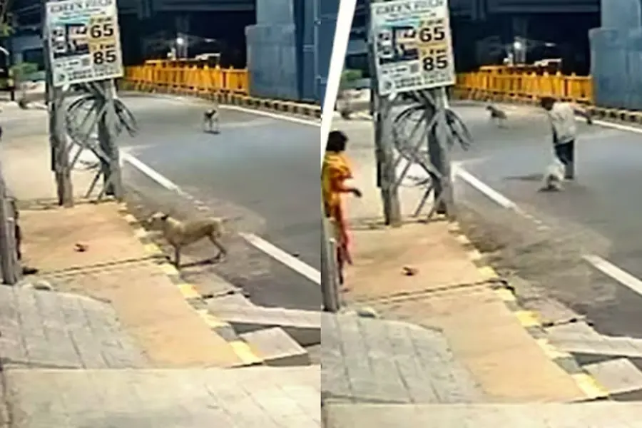 തെരുവിന്റെ കാവൽ! മാനസിക വെല്ലുവിളി നേരിടുന്ന സ്ത്രീയെ പീഡിപ്പിക്കാൻ ശ്രമം; രക്ഷകരായി തെരുവുനായ്ക്കൾ