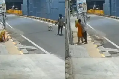 Stray dogs foil alleged molestation attempt on woman in Coimbatore; CCTV captures incident