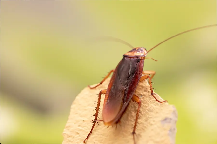 Cockroach found in patient’s meal; FDA flags violations, shuts Thane hospital canteen