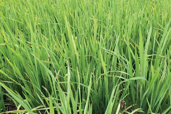 പെരുമാട്ടിയിൽ നെല്ലിന് ബാക്ടീരിയൽ ഓലകരിച്ചിൽ