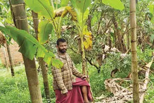 മലയോരത്ത് കാട്ടുപന്നി ഭീഷണി കൂടുന്നു