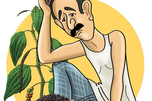 കുരുമുളക് കൃഷി വാടുന്നു