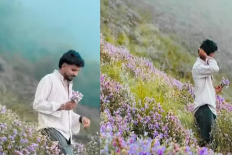 neelakurinji