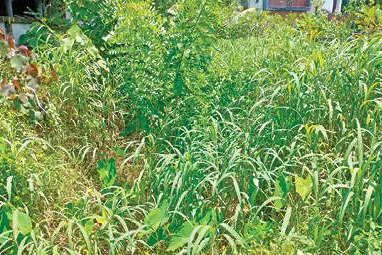 മാലിന്യം നിറഞ്ഞ് സബ് കനാൽ;വെള്ളമൊഴുകാതായിട്ടു പതിറ്റാണ്ടുകൾ