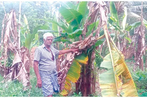 പ്രളയത്തിലെ കൃഷിനാശം കർഷകരെന്തുചെയ്യും