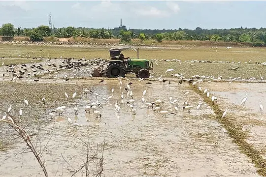 മതുക്കര പടവിൽ ദേശാടനപ്പക്ഷികൾ വിരുന്നെത്തി