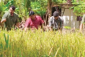 വൈലിക്കുളങ്ങര ക്ഷേത്രത്തിൽ ഇല്ലംനിറ